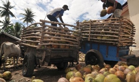 . Dua pekerja menurunkan buah kelapa dalam yang baru tiba dari kebun warga ke atas truk di Desa Pewunu, Kec. Dolo Barat, Kab. Sigi, Sulawesi Tengah