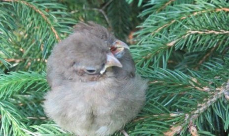 Anak Burung berkepala dua