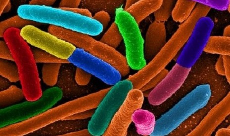 Bakteri (ilustrasi)