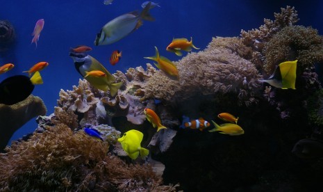 Berbagai jenis ikan hias dalam akuarium air laut.