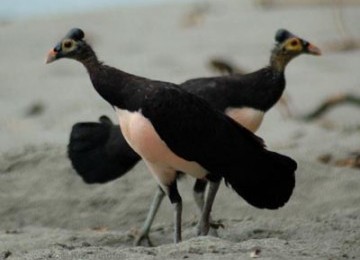 Burung Maleo, Burung Cantik yang Terancam Punah | Repub