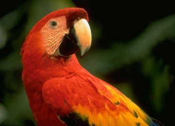 Burung-burung Indonesia yang Diambang Binasa, Apa Saja?