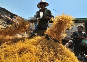 Dua orang petani budidaya rumput laut memisahkan tali pengikat dengan rumput laut hasil panennya (ilustrasi). 