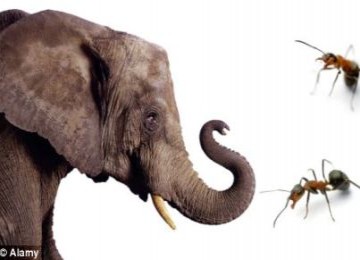 Inilah Fakta Ilmiah Mengapa Gajah Takut Semut [ www.BlogApaAja.com ]