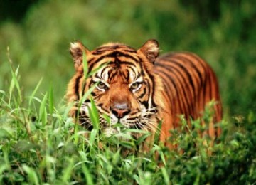 Harimau Berkeliaran, BKSDA Bengkulu Pasang Perangkap