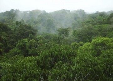 Hutan Tutupan (Ilustrasi)