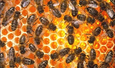 Manajemen Lebah