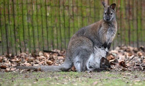 Warga Australia Diserang Kanguru Saat Joging