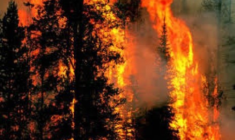 Kebakaran Hutan di Riau