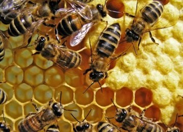 Lebah dan sarangnya (ilustrasi)