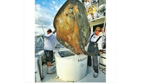 Mahkluk laut mirip pari laut raksasa ditemukan di kawasan laut Pantai Miami..