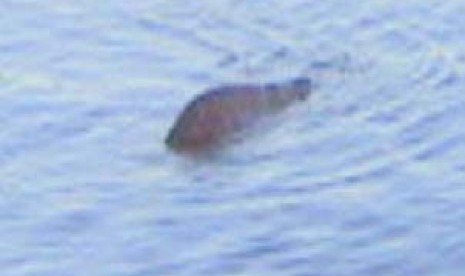 [imagetag] Benarkah Ini Penampakan Monster Loch Ness?  