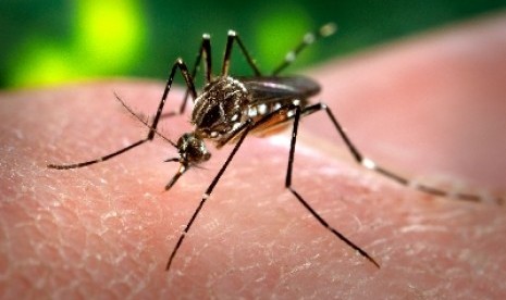 Tanpa Obat, Ilmuwan Temukan Cara Kurangi Kasus Malaria