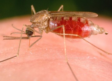 Nyamuk Malaria