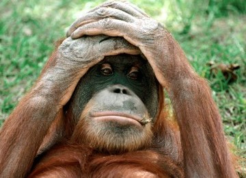 Perusahaan Malaysia Bantai Orangutan Kalimantan