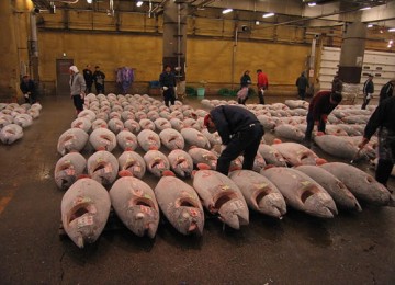 Inilah Ikan Tuna Termahal di Dunia, Harganya Rp 3,5 Mil