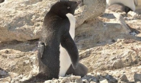 Penguin Adelie, Mesin Pembunuh Paling Efisien
