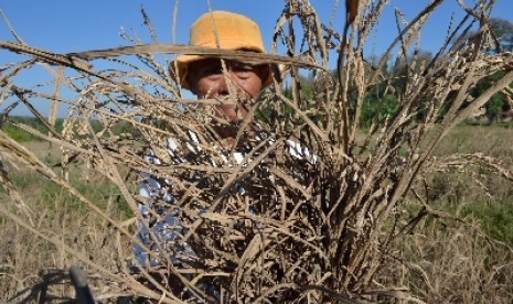 Petani menunjukkan tanaman padinya yang rusak akibat serangan hama wereng.