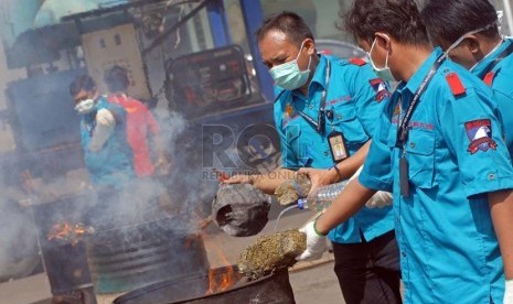   Petugas Satuan Narkoba Polres Metro Jakarta Selatan memusnahkan barang bukti narkotika jenis ganja di halaman Polres Metro Jakarta Selatan, Jumat (15/2).  (Republika/Agung Fatma Putra) 