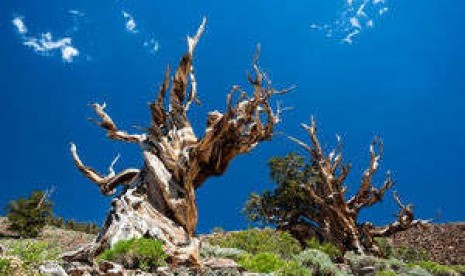 Pohon Tertua di Dunia Terancam Punah Akibat Pemanasan Global