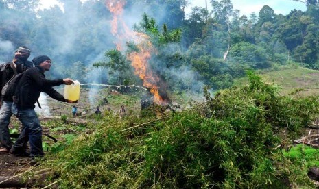  Polisi anti narkoba bersama satuan Brimob membakar tanaman ganja siap panen saat pemusnahan di lembah Gunung Seulawah, Kecamatan Seulimum, Kabupaten Aceh Besar,Sabtu (9/2).  (Antara/Ampelsa)