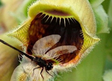 Mukjizat Alquran: Tumbuhan yang Memakan Serangga