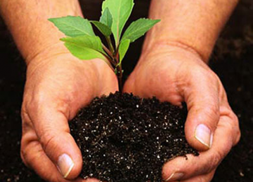 Berkebun untuk Hasilkan Listrik, Tertarik?