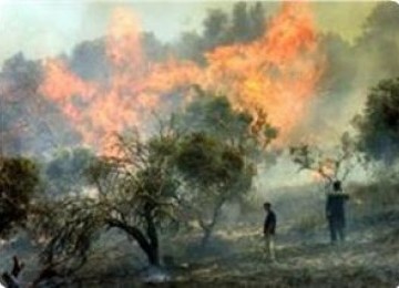 Serang Lagi, Pemukim Yahudi Bakar Kebun Zaitun milik Warga Palestina