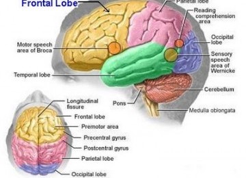 Inilah Bagian Otak yang Mengatur Gerak Tubuh