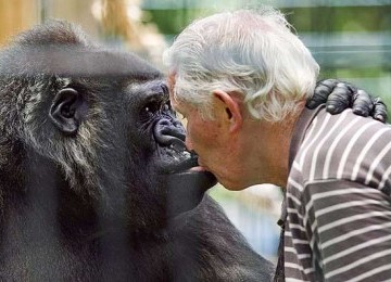 Bos Kebun Binatang Dapat Ciuman Seekor Gorila