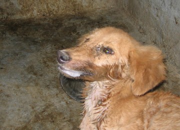 Warga Sukabumi Meninggal Akibat Gigitan Anjing Rabies Republika Online Gambar