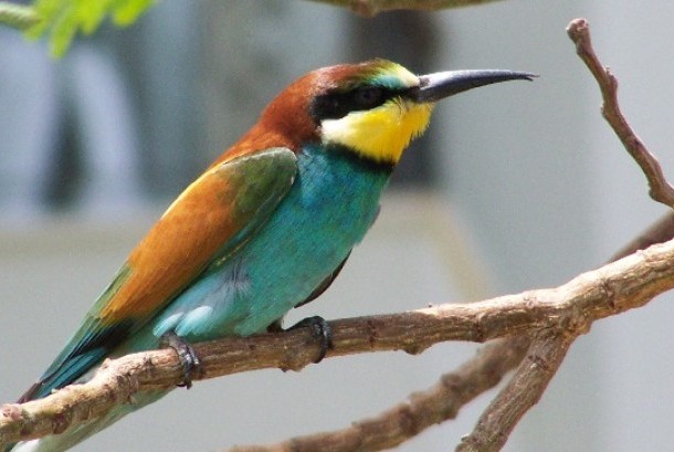 Turki Selidiki Burung Mata-mata Israel