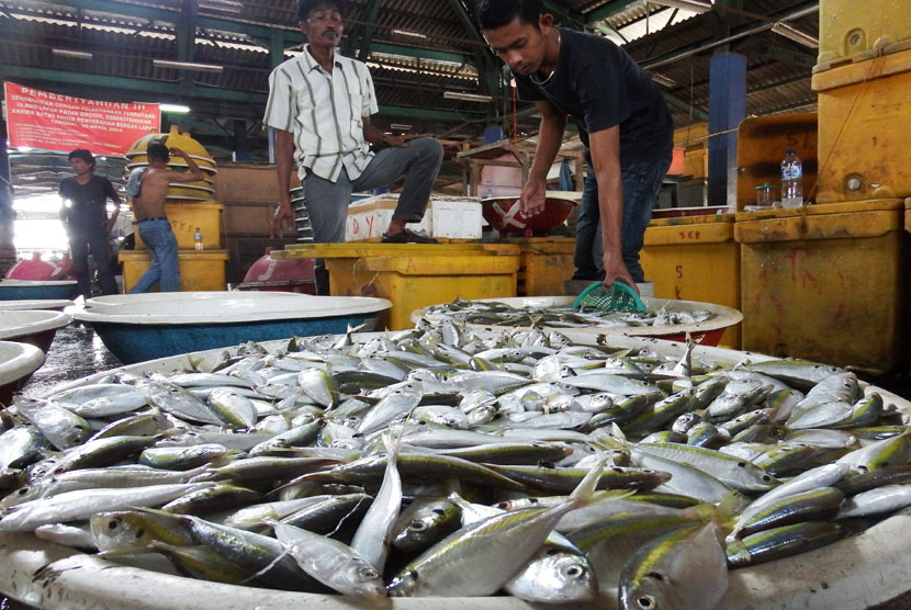 Seorang pedagang menyortir ikan yang dijual di sentra perikanan ...