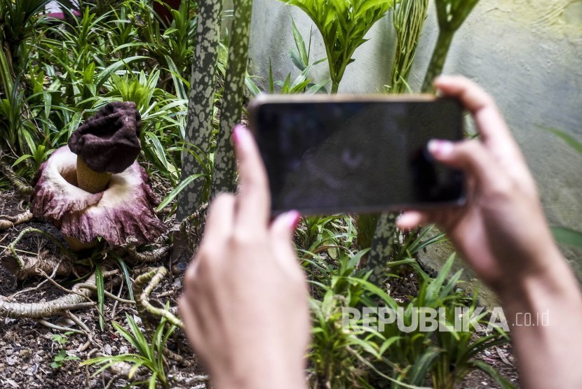 Bunga Bangkai Ditemukan Tumbuh Di Kota Bandung Republika Online