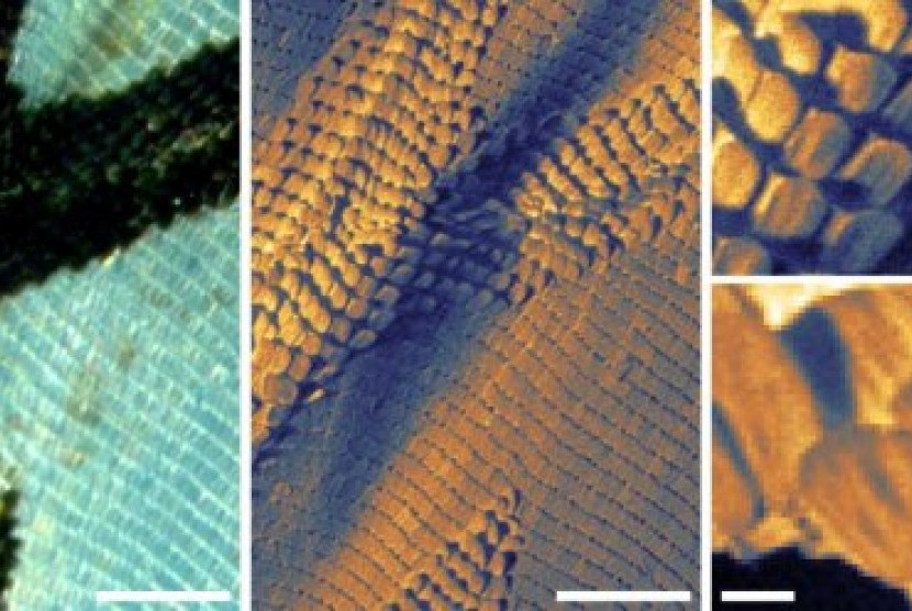 Gambar sayap kupu-kupu setelah diteliti dengan mikroskop optik(kiri), dibandingkan dengan kondisi sayap kupu-kupu yang diteliti dengan mikroskop pemindai helium (kanan).