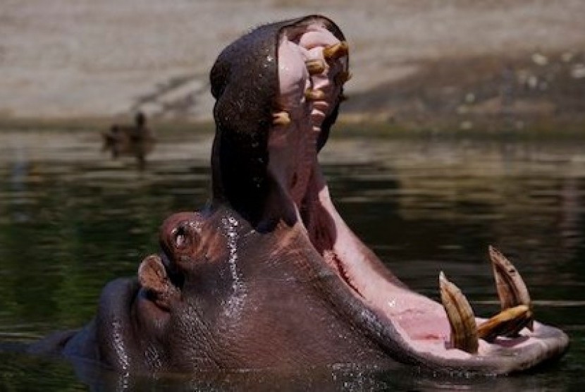 Gigi Singa Kuda Nil Disita Tangkapan Terbesar Senegal Ilustrasi Gambar