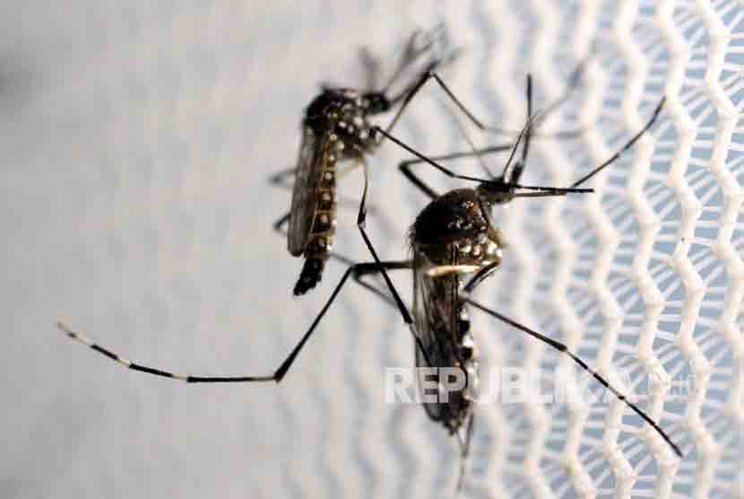  Nyamuk Aedes aegypti penyebab visrus zika.