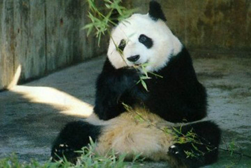 Binatang Panda Bukan Sengaja Jadi Pemalas Republika Online Gambar