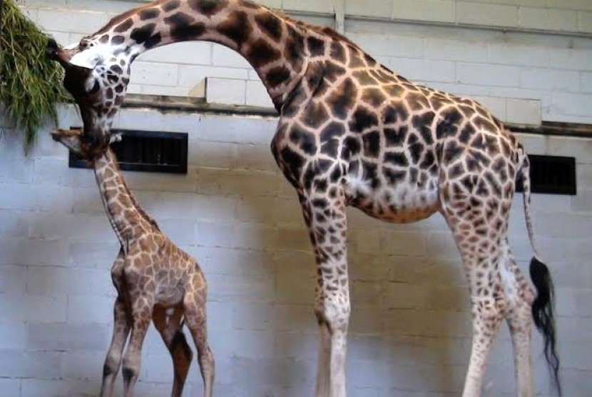 Taman Safari Sambut Kelahiran Bayi Jerapah Republika Online Seekor Lahir