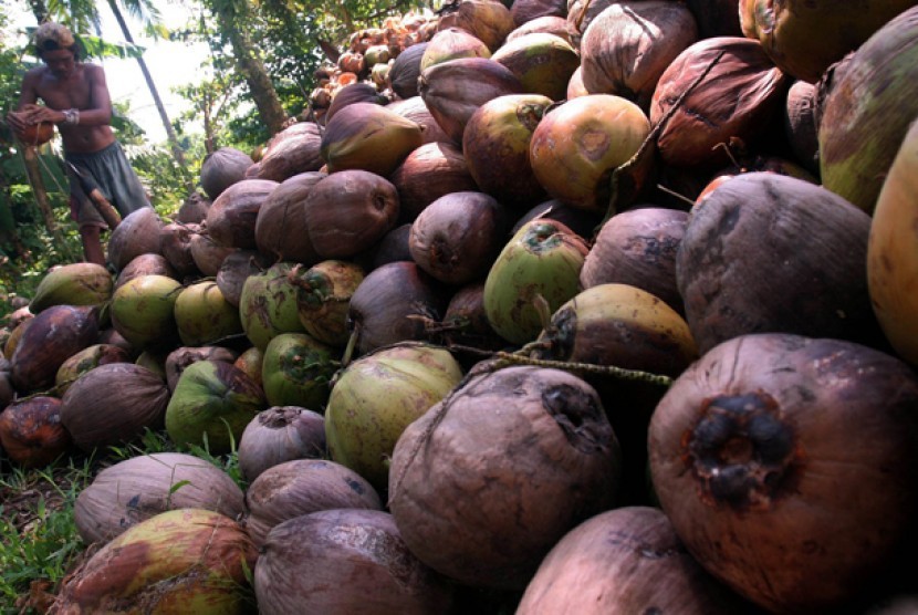 Seorang pekerja mengupas buah kelapa untuk selanjutnya diolah menjadi kopra (ilustrasi)
