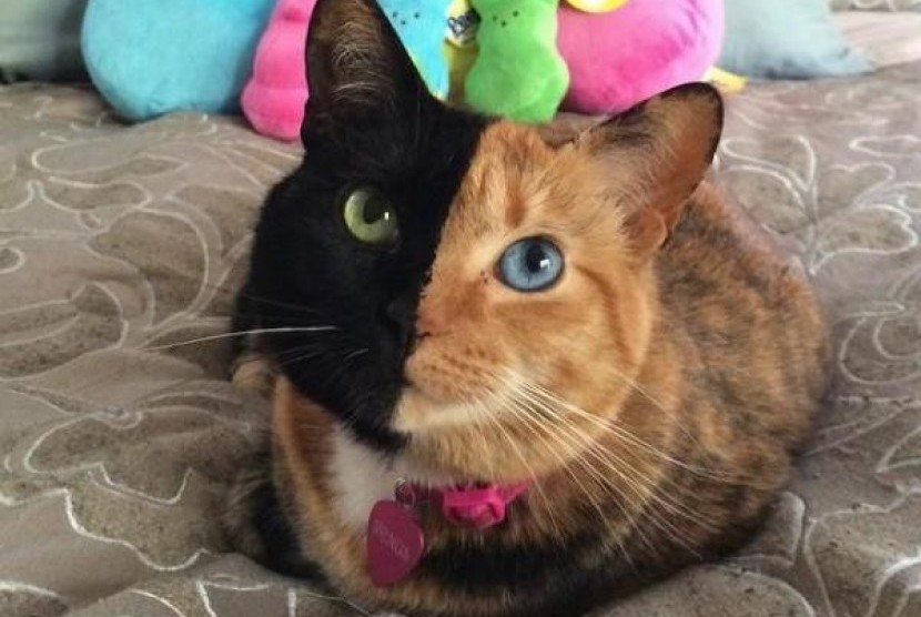 Venus Kucing Lucu Dua Wajah Republika Online Bermuka Warna Gambar