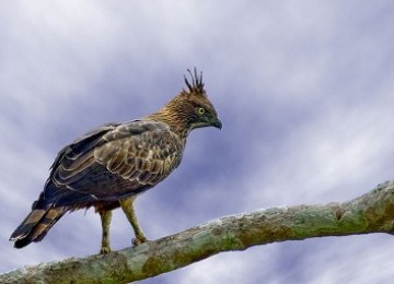 37++ Burung elang jawa gambar elang animasi terupdate