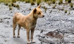 Topic Dingo Australia Republika Online