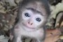 Ini Dia Hewan Terimut di Dunia, Menggemaskan...