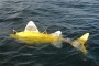 Robot Ikan, Cara Baru Memantau Polusi di Laut