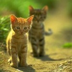Kisah Penolong Kucing