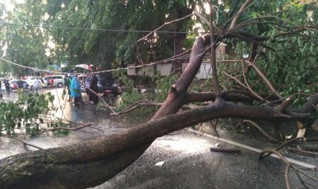                         Dua pohon tumbang di Jalan Tebet Timur Dalam dan Jalan Tebet Raya, Tebet, Jakarta Selatan, memutus kabel listrik dan menutup akses jalan, Selasa (28/3) pukul 16.00 WIB. 