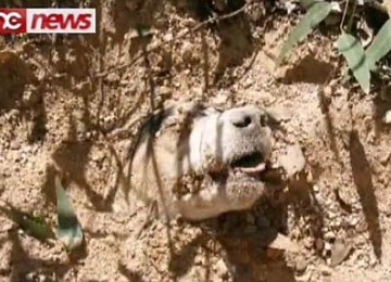 'Bintang' terlihat kesusahan bernafas karena dikubur di pasir dalam kondisi kepalanya ditembak sebanyak 40 kali.