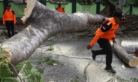 Pohon tumbang (ilustrasi). Dinas Lingkungan Hidup (DLH) Kota Surabaya mencatat, hujan deras dan angin kencang yang mengguyur Kota Pahlawan pada Senin (21/2) mengakibatkan ratusan pohon tumbang. Kepala DLH Kota Surabaya, Agus Hebi Djuniantoro mengakui, hingga saat ini pihaknya terus melakukan evakuasi dan pembersihan.