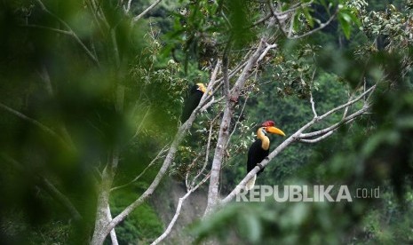 [ilustrasi] Burung enggang atau rangkong julang emas (Rhyticeros undulatus).